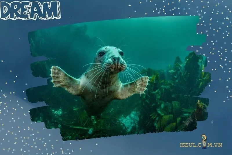 Những con số may mắn khi nằm mơ thấy hải cẩu