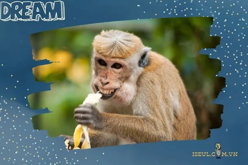 Tầm quan trọng của màu sắc và hành động của khỉ trong giấc mơ