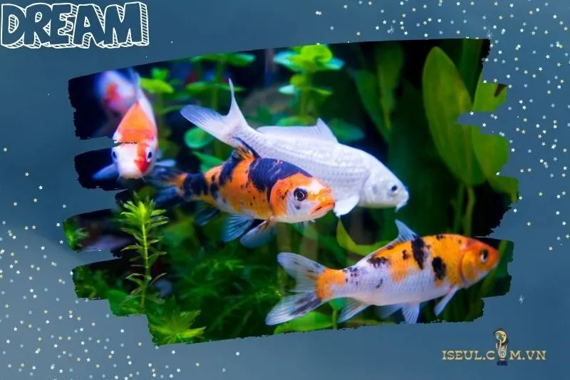 Ý nghĩa của giấc mơ thấy cá koi
