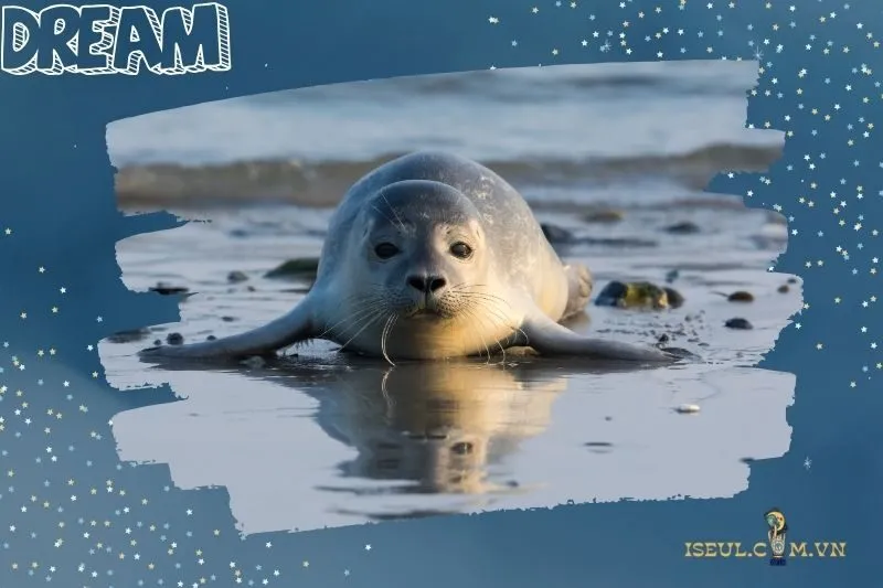 Ý nghĩa giấc mơ nằm mơ thấy hải cẩu
