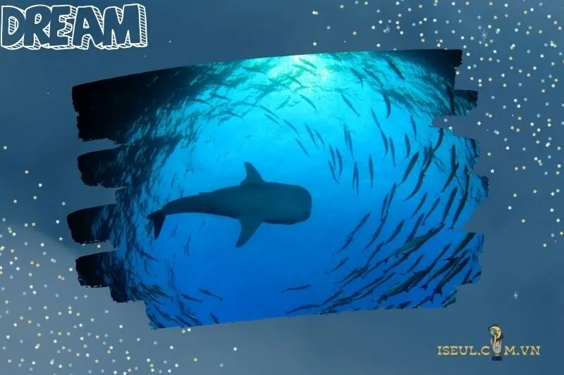 Ý nghĩa tâm linh khi nằm mơ thấy cá mập