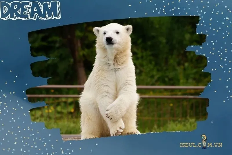 Ý nghĩa tâm lý khi nằm mơ thấy gấu