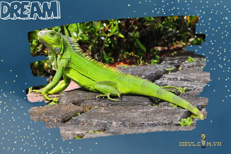 Các Trường Hợp Thấy Kỳ Nhông Trong Mơ Và Ý Nghĩa