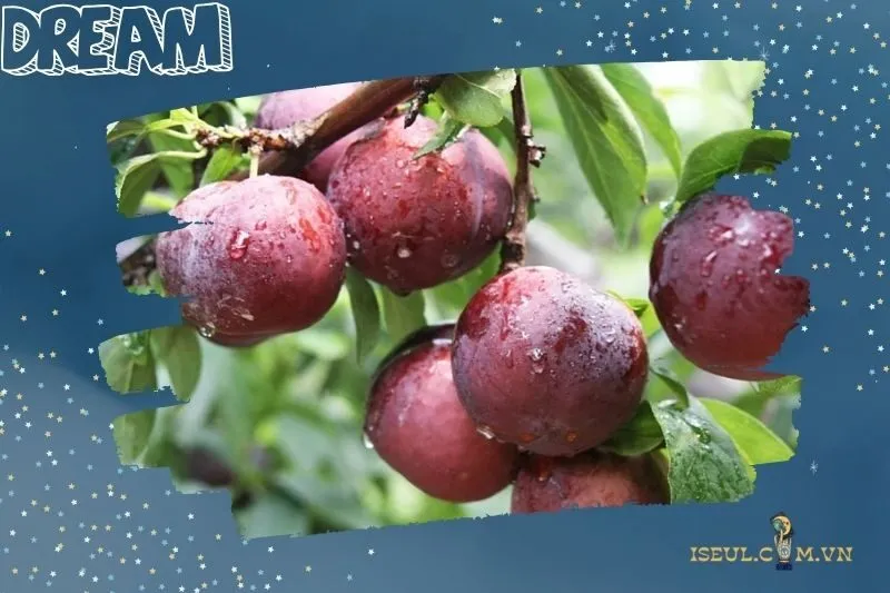Giải mã những tình huống khi nằm mơ thấy quả mận