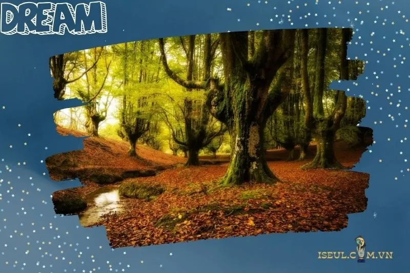 Giải mã từng tình huống khi nằm mơ thấy rừng