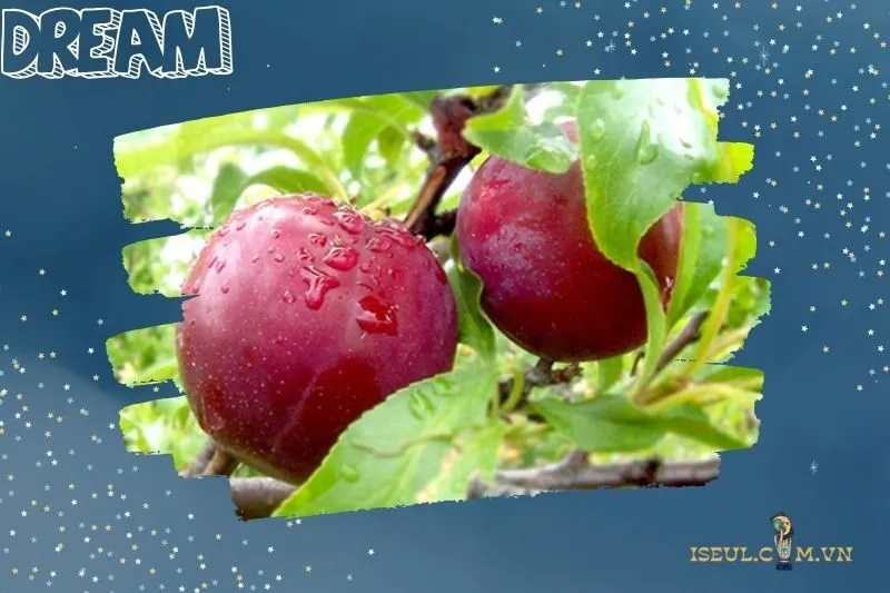 Lời khuyên khi nằm mơ thấy quả mận