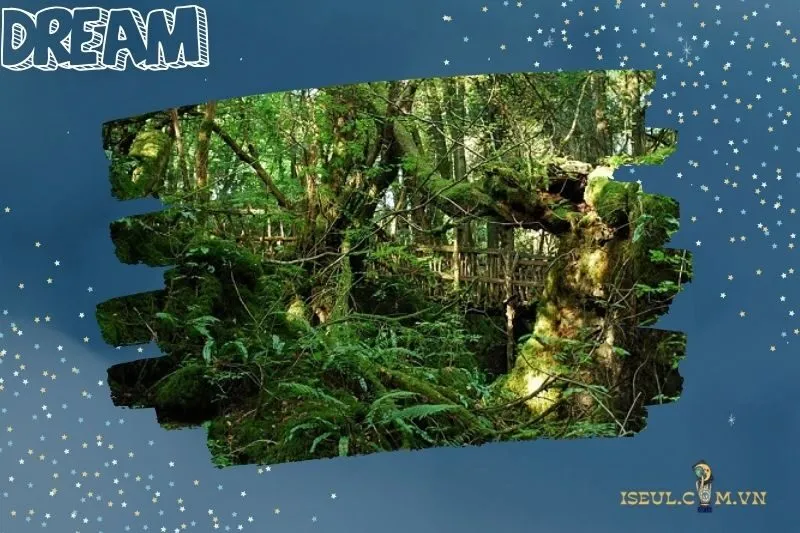 Mơ thấy có ai đó theo dõi mình trong rừng