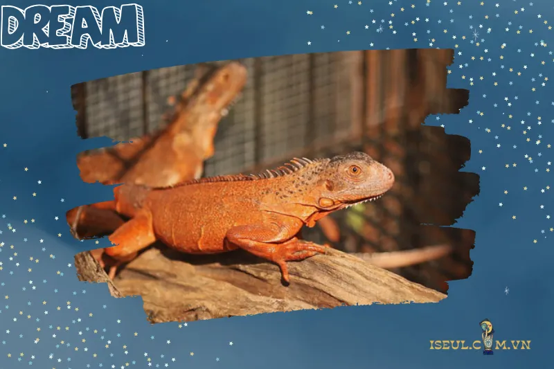 Mơ Thấy Kỳ Nhông Bơi Dưới Nước