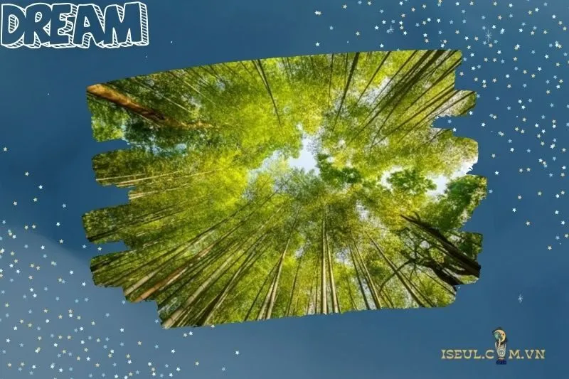 Mơ thấy rừng liên quan đến con số may mắn nào?