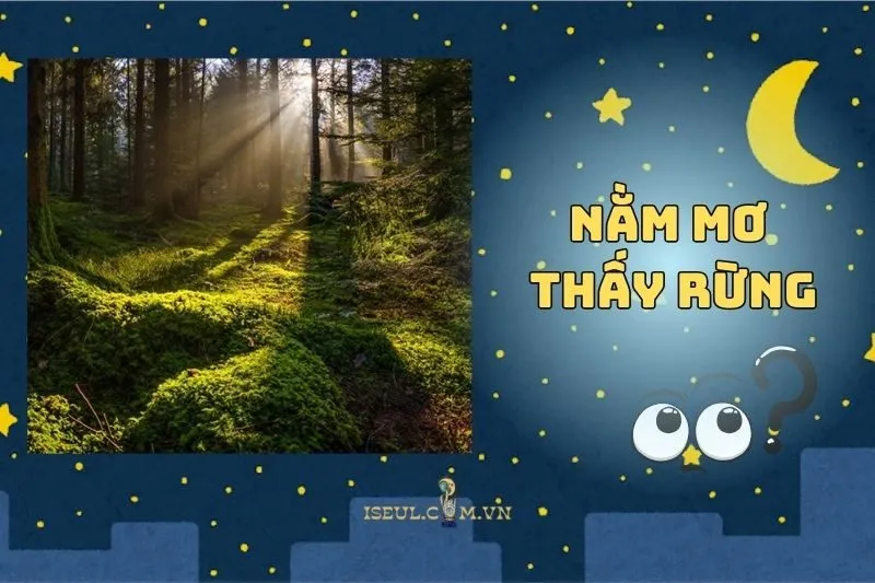 Nằm mơ thấy rừng: Lời nhắn từ vũ trụ hay điềm báo tâm linh? 2025